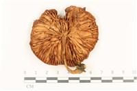 登錄號:F0037182藏品圖，第3張