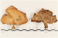 登錄號:F0037183藏品圖，第1張