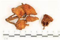 登錄號:F0037184藏品圖，第1張