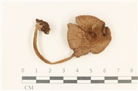 登錄號:F0037185藏品圖，第1張