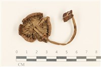 登錄號:F0037185藏品圖，第3張