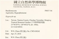 濕傘屬藏品圖，第2張
