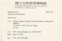傘菌屬藏品圖，第2張