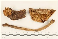 登錄號:F0037191藏品圖，第1張