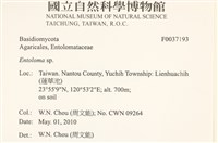 粉褶菌屬藏品圖，第2張