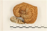 登錄號:F0037196藏品圖，第1張