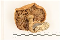 登錄號:F0037196藏品圖，第3張
