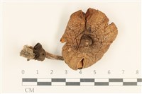 登錄號:F0037200藏品圖，第1張