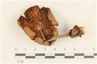 登錄號:F0037200藏品圖，第3張