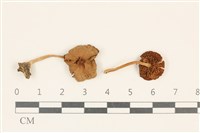 登錄號:F0037202藏品圖，第1張