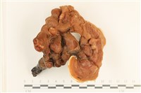 登錄號:F0037203藏品圖，第1張