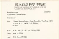 盔孢傘屬藏品圖，第2張