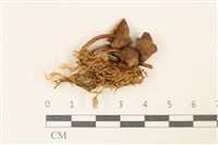 登錄號:F0037205藏品圖，第1張