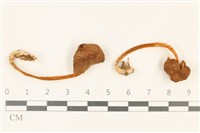 登錄號:F0037206藏品圖，第1張