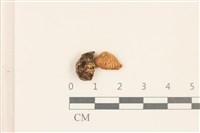 登錄號:F0037207藏品圖，第1張