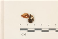 登錄號:F0037207藏品圖，第3張