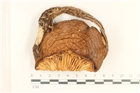 登錄號:F0037209藏品圖，第1張