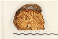 登錄號:F0037209藏品圖，第3張