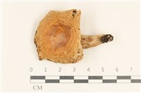登錄號:F0037210藏品圖，第1張