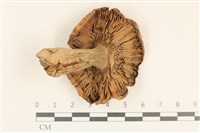 登錄號:F0037211藏品圖，第3張