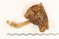 登錄號:F0037212藏品圖，第1張