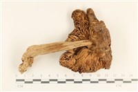 登錄號:F0037212藏品圖，第3張