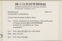 紫色禿馬勃藏品圖，第2張