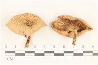 登錄號:F0037216藏品圖，第1張