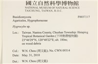 濕傘屬藏品圖，第2張