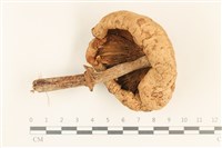 登錄號:F0037219藏品圖，第3張