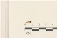 登錄號:F0037222藏品圖，第1張