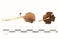 登錄號:F0037226藏品圖，第1張