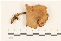 登錄號:F0037227藏品圖，第1張