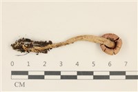 登錄號:F0037228藏品圖，第3張