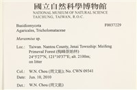 小皮傘屬藏品圖，第2張