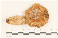 登錄號:F0037231藏品圖，第1張
