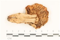 登錄號:F0037231藏品圖，第3張