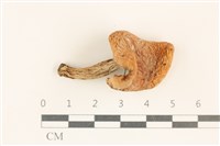 登錄號:F0037232藏品圖，第1張