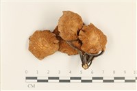 登錄號:F0037233藏品圖，第1張