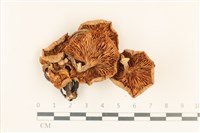 登錄號:F0037233藏品圖，第3張