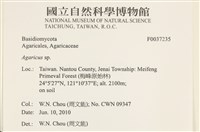 傘菌屬藏品圖，第2張