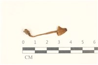 登錄號:F0037236藏品圖，第1張