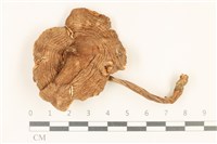 館號:F0037238藏品圖，第1張