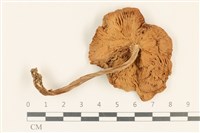 館號:F0037238藏品圖，第3張