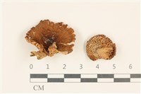 登錄號:F0037241藏品圖，第1張