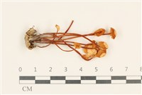 登錄號:F0037242藏品圖，第1張