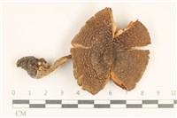 登錄號:F0037243藏品圖，第1張