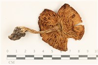 登錄號:F0037243藏品圖，第3張