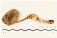 登錄號:F0037244藏品圖，第1張