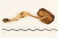 登錄號:F0037244藏品圖，第3張